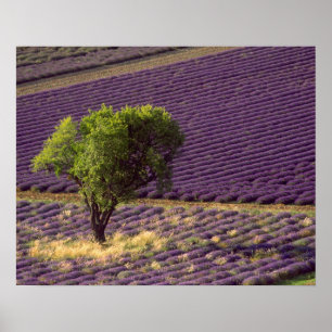 Pôster Lavanda em High Provence, França