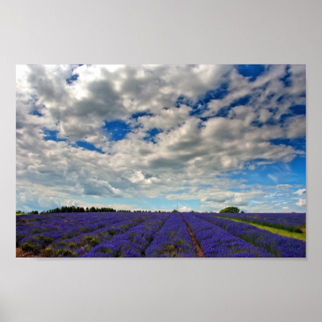 Poster Lavanda Field Summer Flowers Cotswolds Inglaterra (Frente)