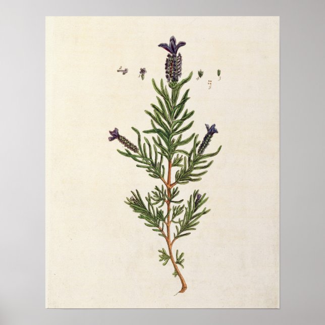 Pôster Lavanda francesa, placa 241 de "A Curiosa Herbal" (Frente)