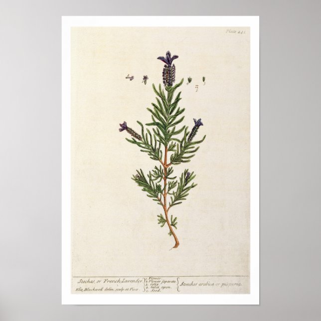 Pôster Lavanda francesa, placa 241 de "A Curiosa Herbal" (Frente)