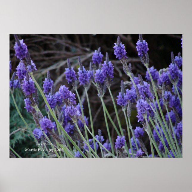 POSTER LAVANDA II (Frente)