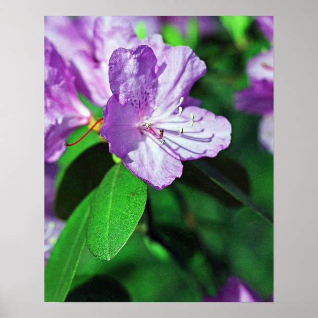 Poster Lavanda II deliciosa (Frente)