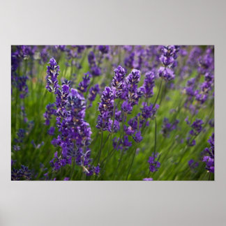 Pôster Lavanda | Lavendel
