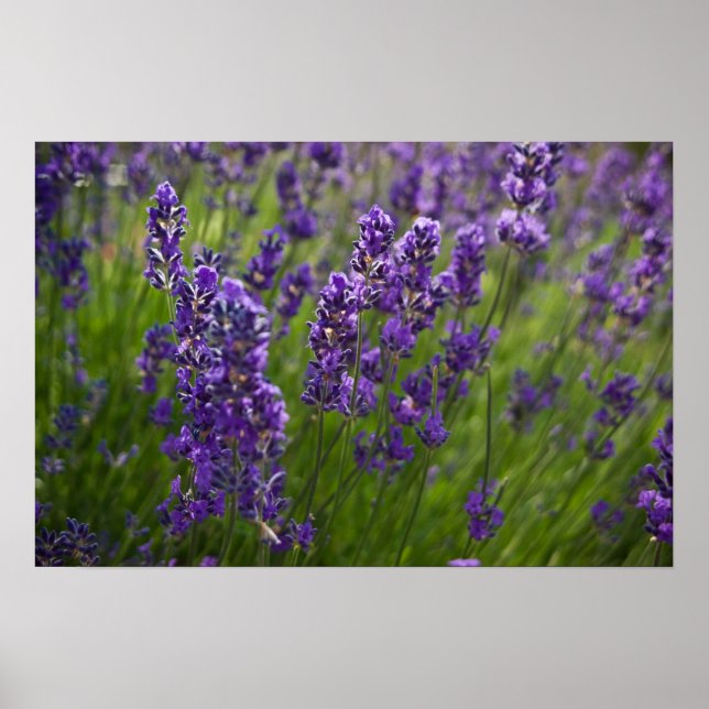 Pôster Lavanda | Lavendel (Frente)