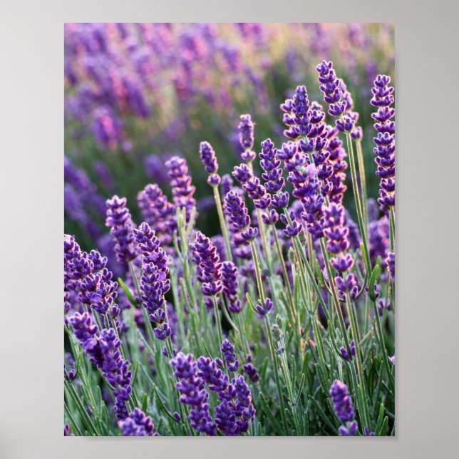 Poster Lavanda Lusciosa (Frente)