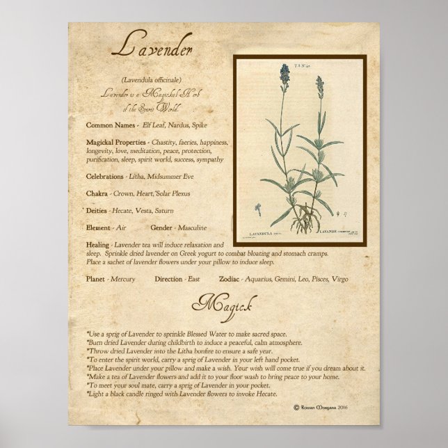 POSTER LAVANDA MAGICK HERB (Frente)