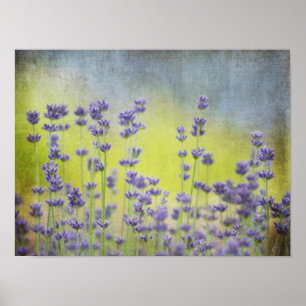 Poster Lavanda Mystical