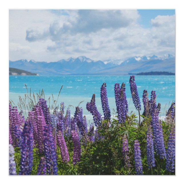 Pôster lavanda na costa do lago (Frente)