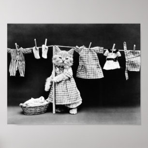 Poster Lavanderia de suspensão do gato no Clothesline