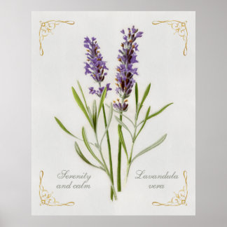 Poster Lavandula Pintada, Serenidade Vera e Calma