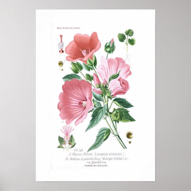 Poster Lavatera passestris e Malope trifida (Frente)