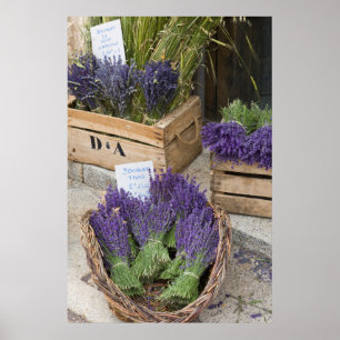 Pôster Lavendar for sale, Provence, France