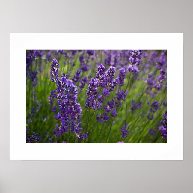 Pôster Lavendar | Lavendel (Frente)