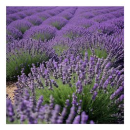 Pôster lavender field