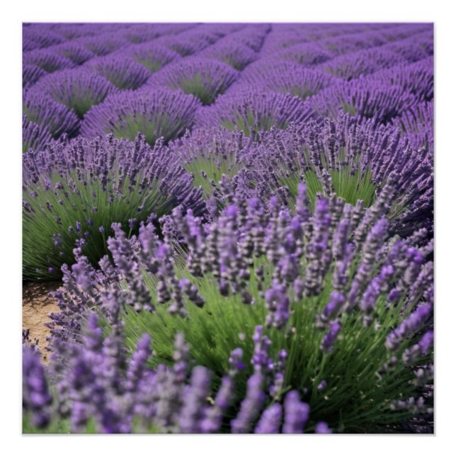 Pôster lavender field (Frente)