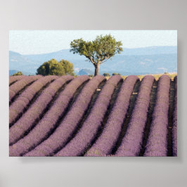 Poster Lavender field in Provence