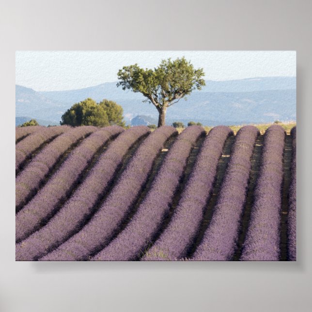 Poster Lavender field in Provence (Frente)