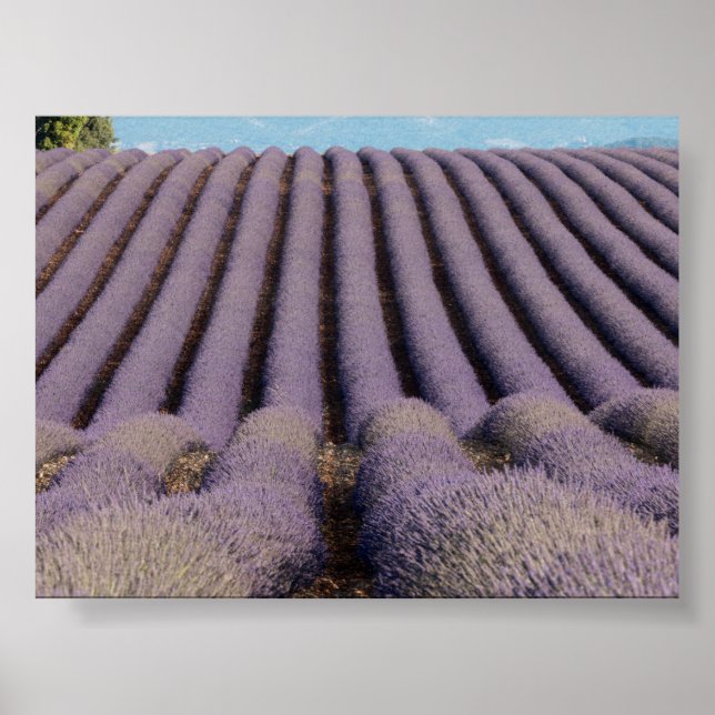 Poster Lavender field in Provence (Frente)