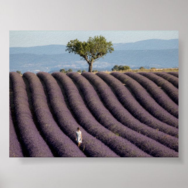 Poster Lavender field in Provence (Frente)
