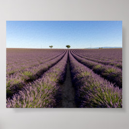 Poster Lavender field in Provence