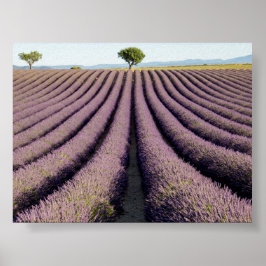 Poster Lavender field in Provence