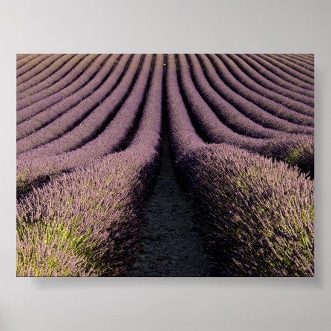 Poster Lavender field in Provence (Frente)