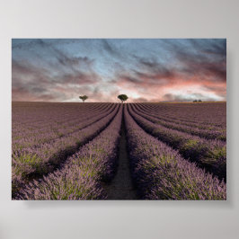 Poster Lavender field in Provence