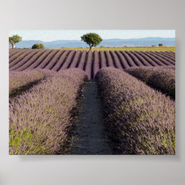 Poster Lavender field in Provence
