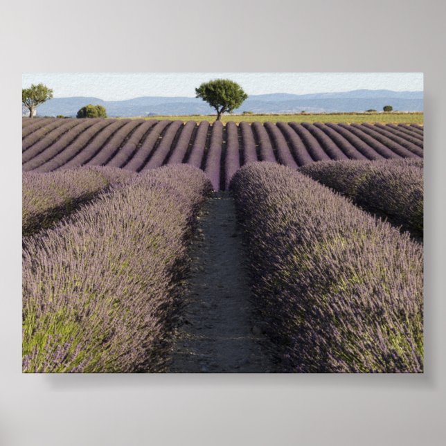 Poster Lavender field in Provence (Frente)