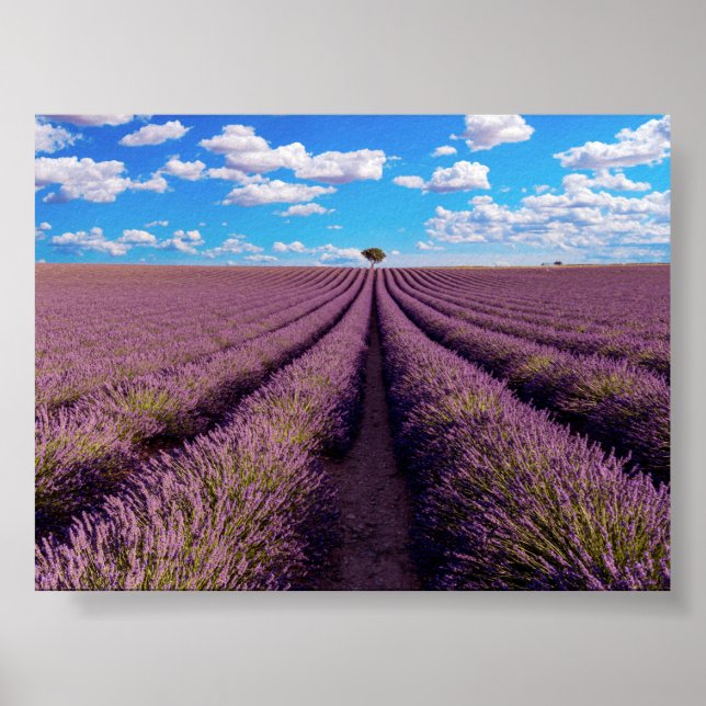 Poster Lavender field in Provence (Frente)