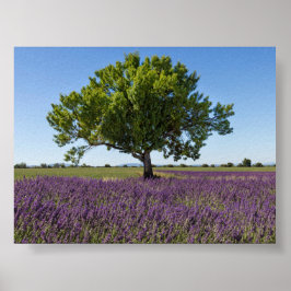 Poster Lavender field in Provence