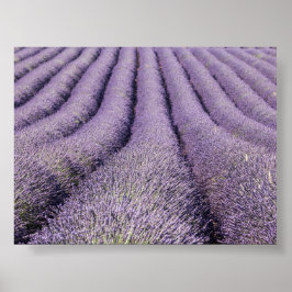 Poster Lavender field in Provence