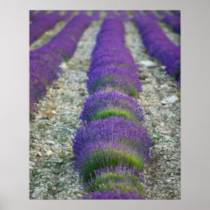 Pôster Lavender field, Provence, France