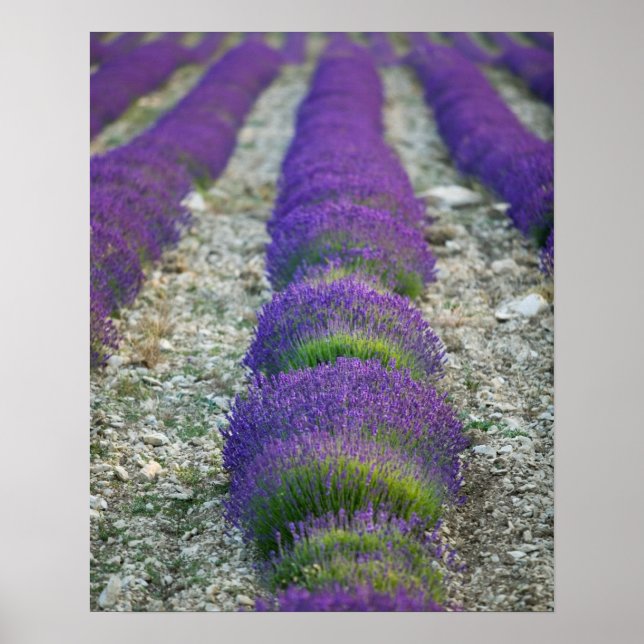 Pôster Lavender field, Provence, France (Frente)