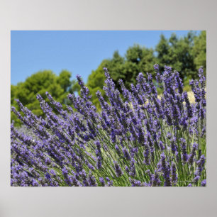 Poster Lavender flowers in field at summer, Provence