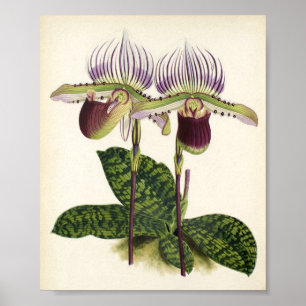 Poster Lawrenceanum do Paphiopedilum