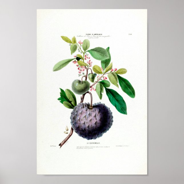 Poster Le Cheremolia Tropical Fruta Plant Amerique Botani (Frente)
