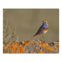 Pôster Le gorgebleue à miroir 