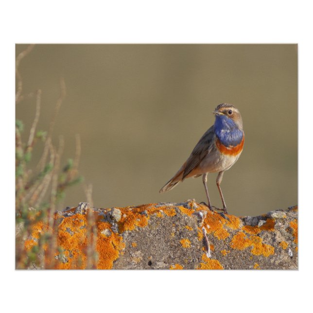 Pôster Le gorgebleue à miroir  (Frente)