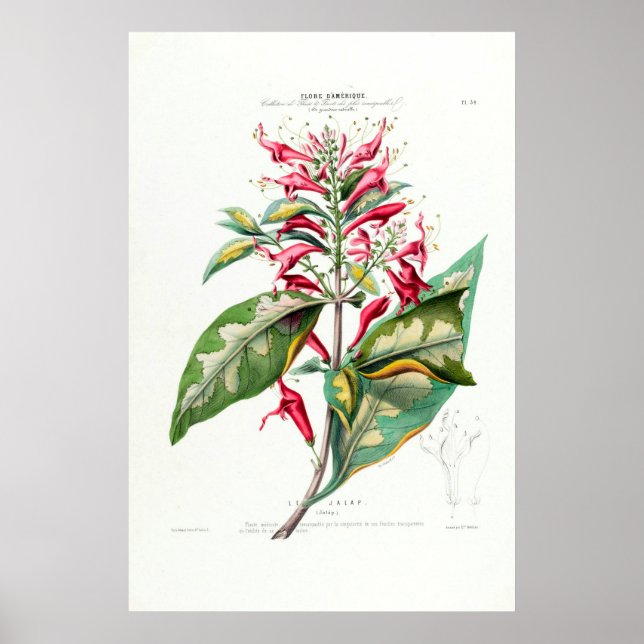 Poster Le Jalap Botanical Amerique Floral (Frente)