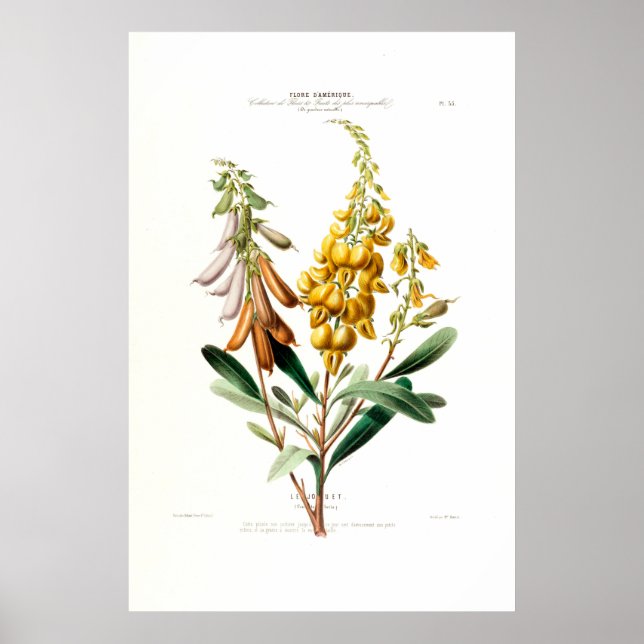 Poster Le Jouet Ouro Amarelo Botânico Floral Amerique (Frente)
