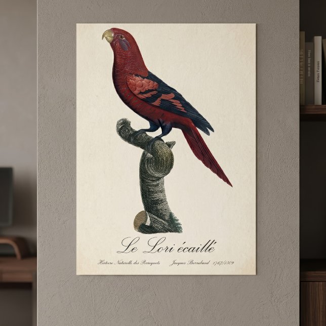 Poster Le Lori ecaille / Lória azul-listrada (Blue-Streaked Lory, Trichoglossus reticulatus. Poster )