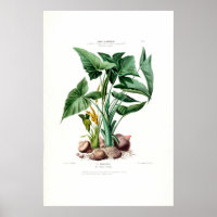 Le Malanga Vintage Botanical Flore D Amerique