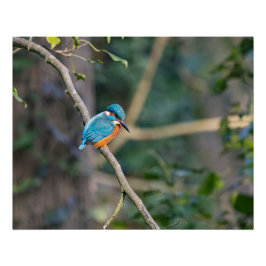 Pôster Le martin-pêcheur