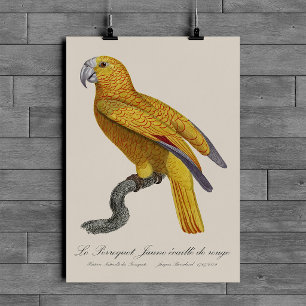 Poster Le Perroquet Jaune ecaille de rouge
