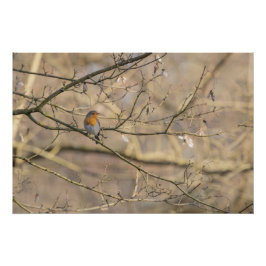 Pôster le rouge-gorge, lumière dorée