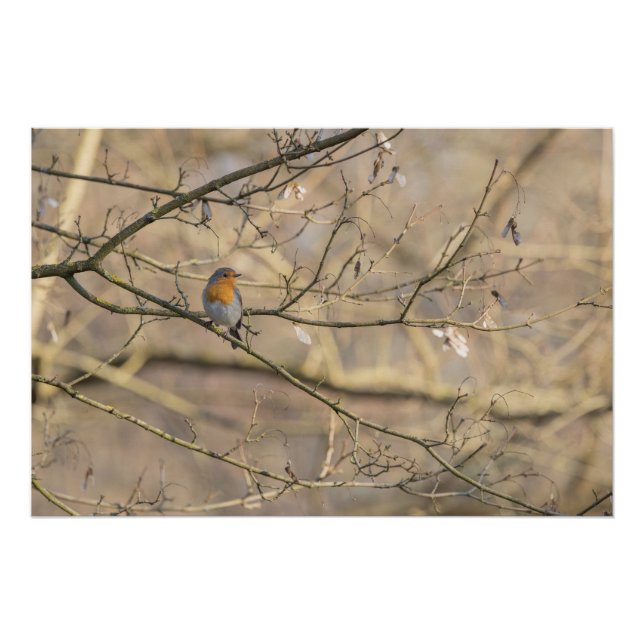 Pôster le rouge-gorge, lumière dorée (Frente)