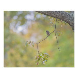 Pôster Le rougue-queue noire sur sa branche