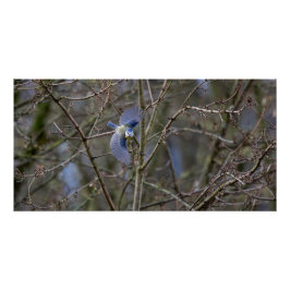 Pôster Le vol de la mésange bleue 