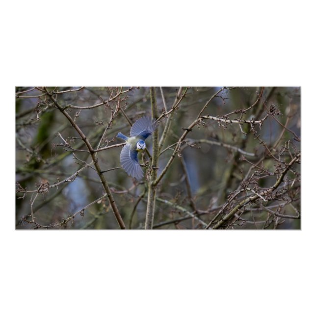 Pôster Le vol de la mésange bleue  (Frente)